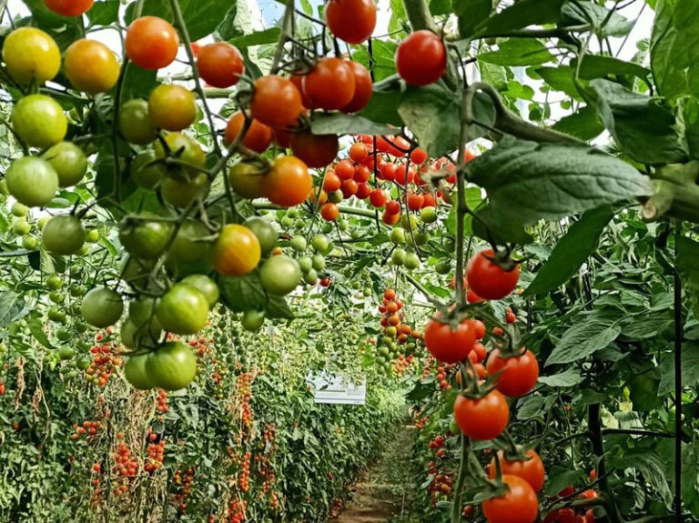 Harvesting Sunshine: The Ultimate Tomato Picking Adventure