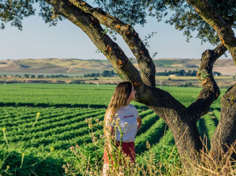 Tasting the green gold in a private family-owned Olive Grove